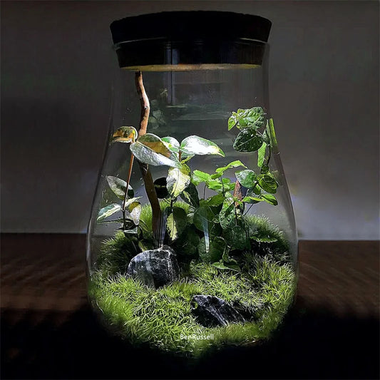Water Droplet Glass Jar