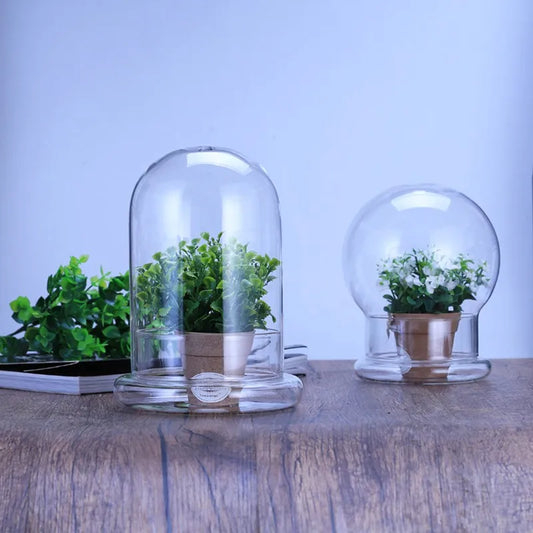 Clear Glass Dome with Airhole