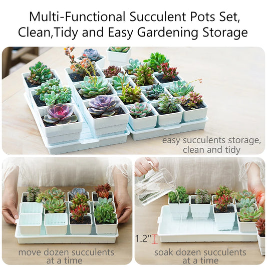 Meshpot Square Succulent Planters with Tray