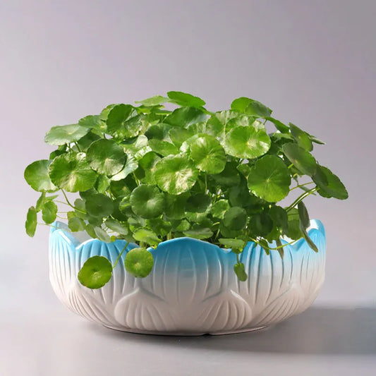 Ceramic Narcissus Flower Pot