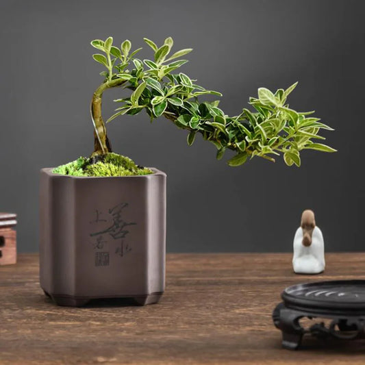 Chinese Style Purple Clay Bonsai Planter