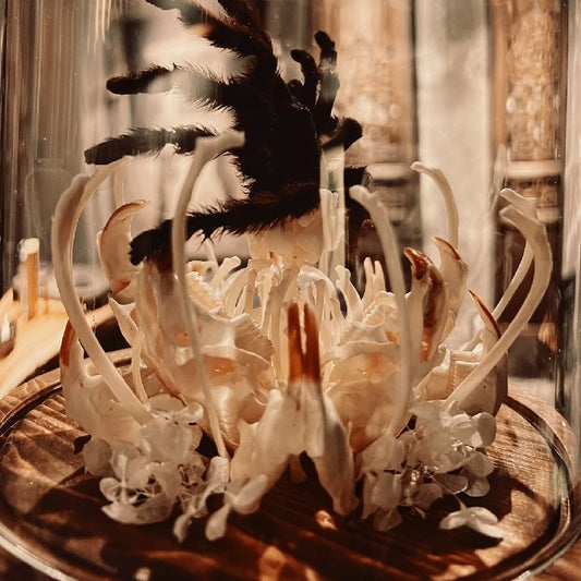 Skeleton Bone Insectivorous Flower