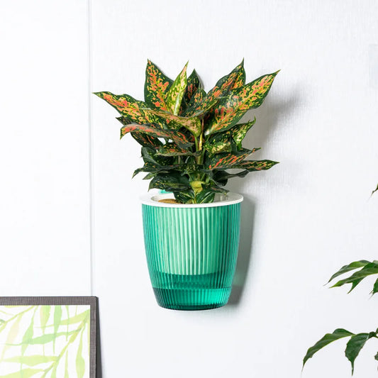 Wall-Mounted Self-Watering Planter